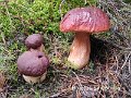 Boletus pinophilus-amf372-1